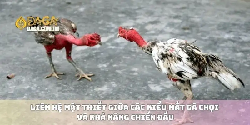 Liên hệ mật thiết giữa các kiểu mắt gà chọi và khả năng chiến đấu