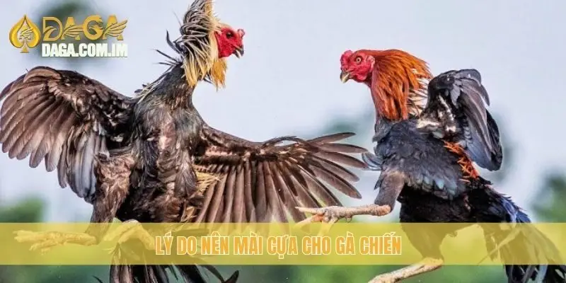 Lý do nên mài cựa cho gà chiến
