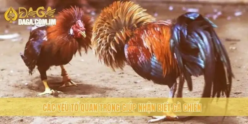 Các yếu tố quan trọng giúp nhận biết gà chiến