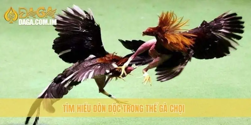 Tìm hiểu đòn độc trong thế gà chọi