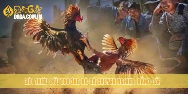 Giới thiệu đấu trường đá gà chuyên nghiệp, đẳng cấp