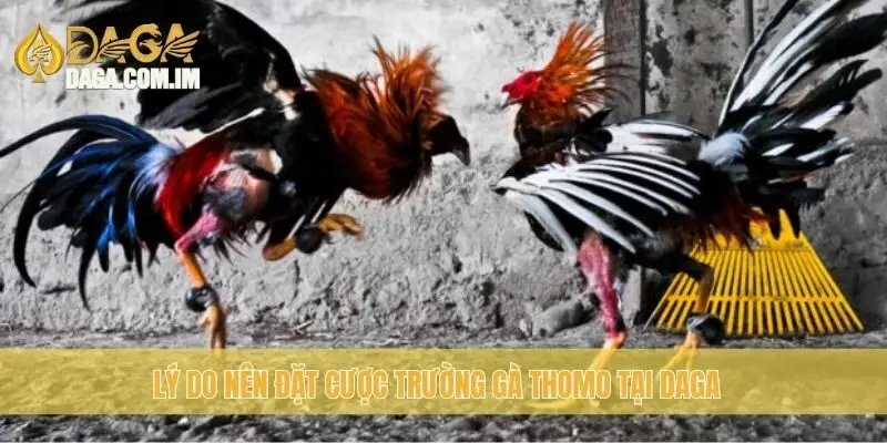 Lý do nên đặt cược Trường Gà Thomo tại Daga